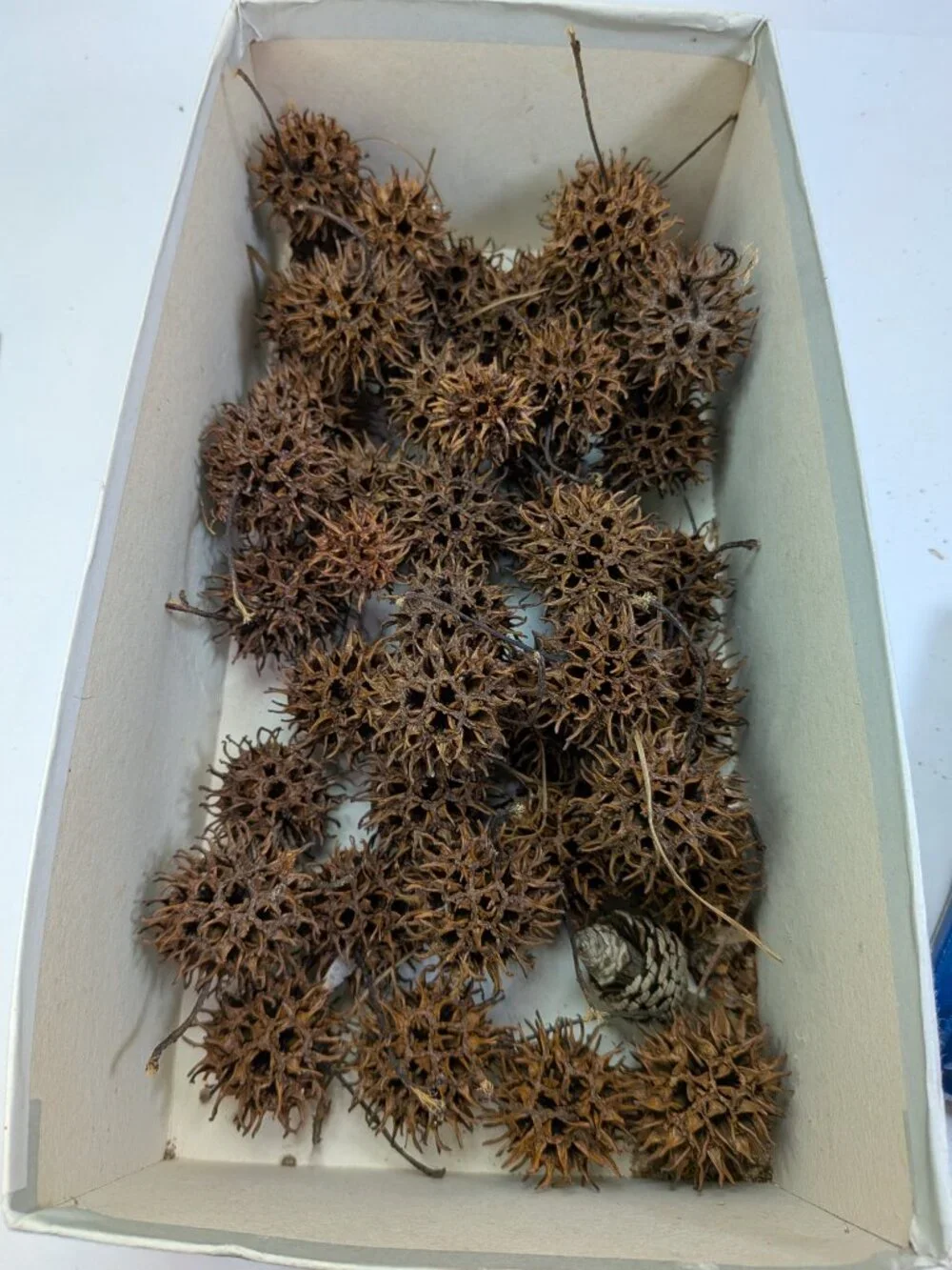 Huge 130+ Pc Botanical Craft Supply Lot Sweetgum Lotus Pods Acorns Pinecones